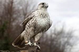 رهاسازی دو فرد بالابان در چهارمحال و بختیاری