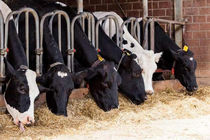 سوءمدیریت و کمبود ارز بازار نهاده‌ها را بحرانی کرد