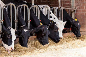 توزیع 1500 تن نهاده بین دامداران کلاردشتی