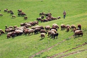 پیش‌بینی تولید ۹.۲ میلیون تن علوفه مرتعی در سال جاری