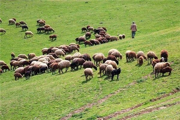 پیش‌بینی تولید ۹.۲ میلیون تن علوفه مرتعی در سال جاری