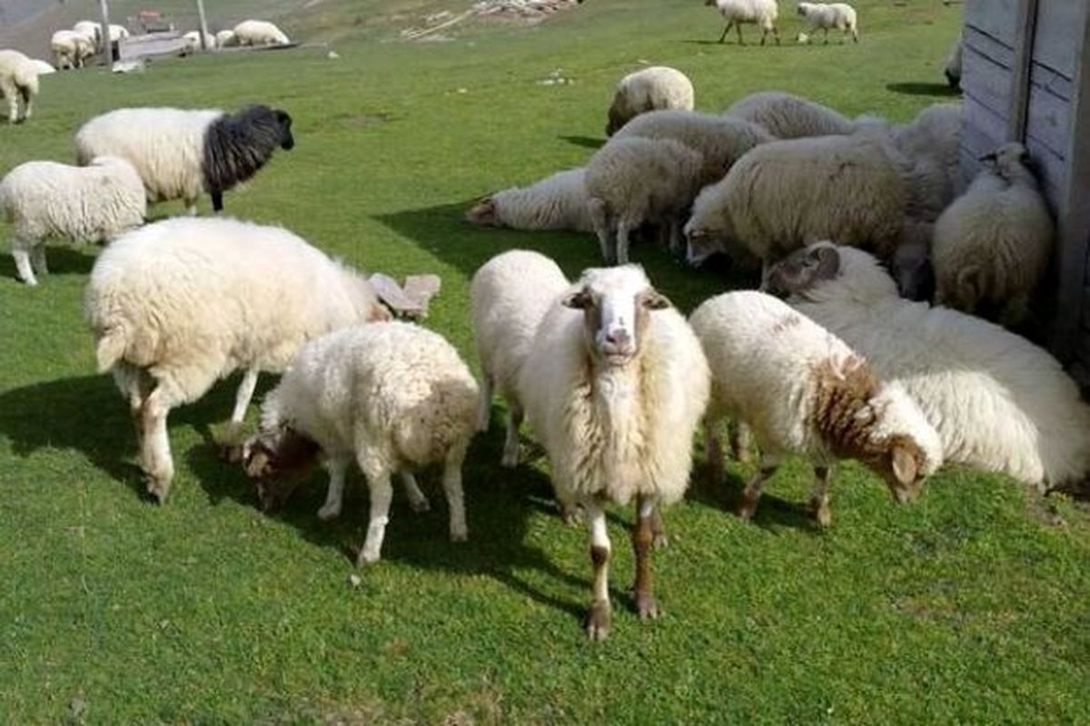 جانشین مرزبانی