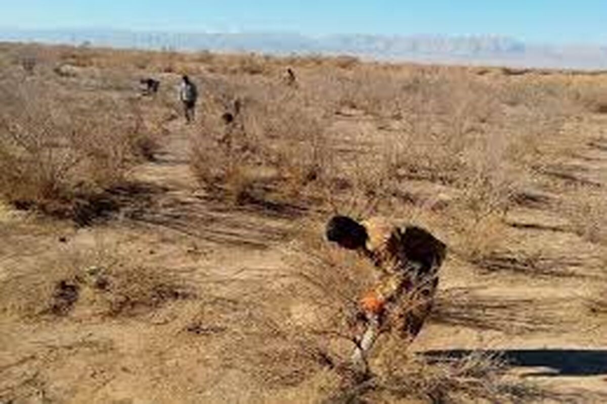 بیابانزدایی