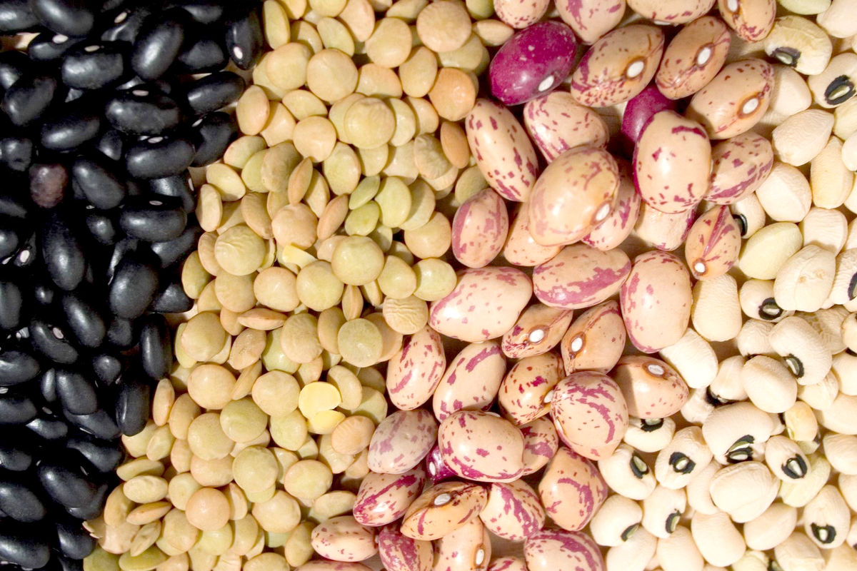 کاهش کشت حبوبات در خراسان رضوی