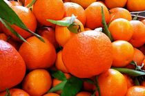آغاز برداشت نارنگی پیش رس در نکا