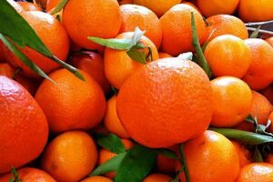 اوایل مهرماه زمان برداشت نارنگی زودرس