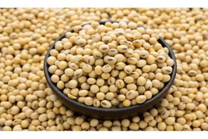 فواید مصرف «سویا» برای بدن