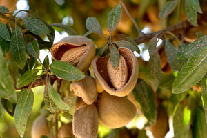 افزایش سه برابری برداشت بادام در بیضا