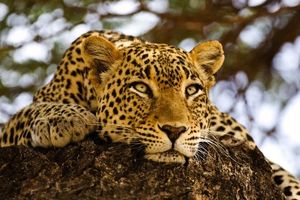 مشاهده پلنگ ایرانی در مناطق شکار ممنوع آرادان + فیلم