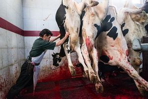 راه‌اندازی کشتارگاه جدید در خرم‌آباد ضروری است/افزایش نرخ عوارض ذبح دام خودسرانه است