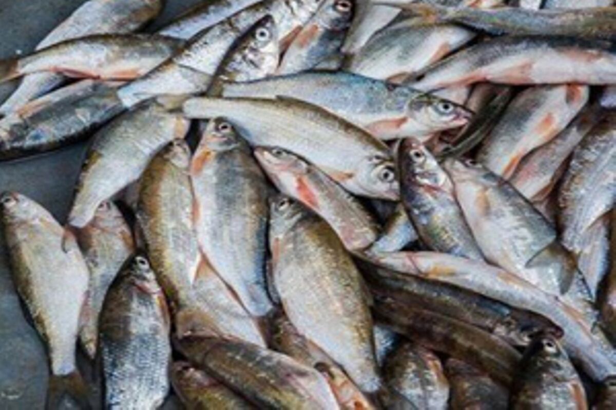 ماهی غیر بهداشتی