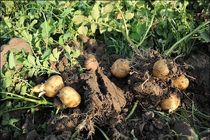 پایان کشت سیب زمینی در مزارع بخش رودخانه 