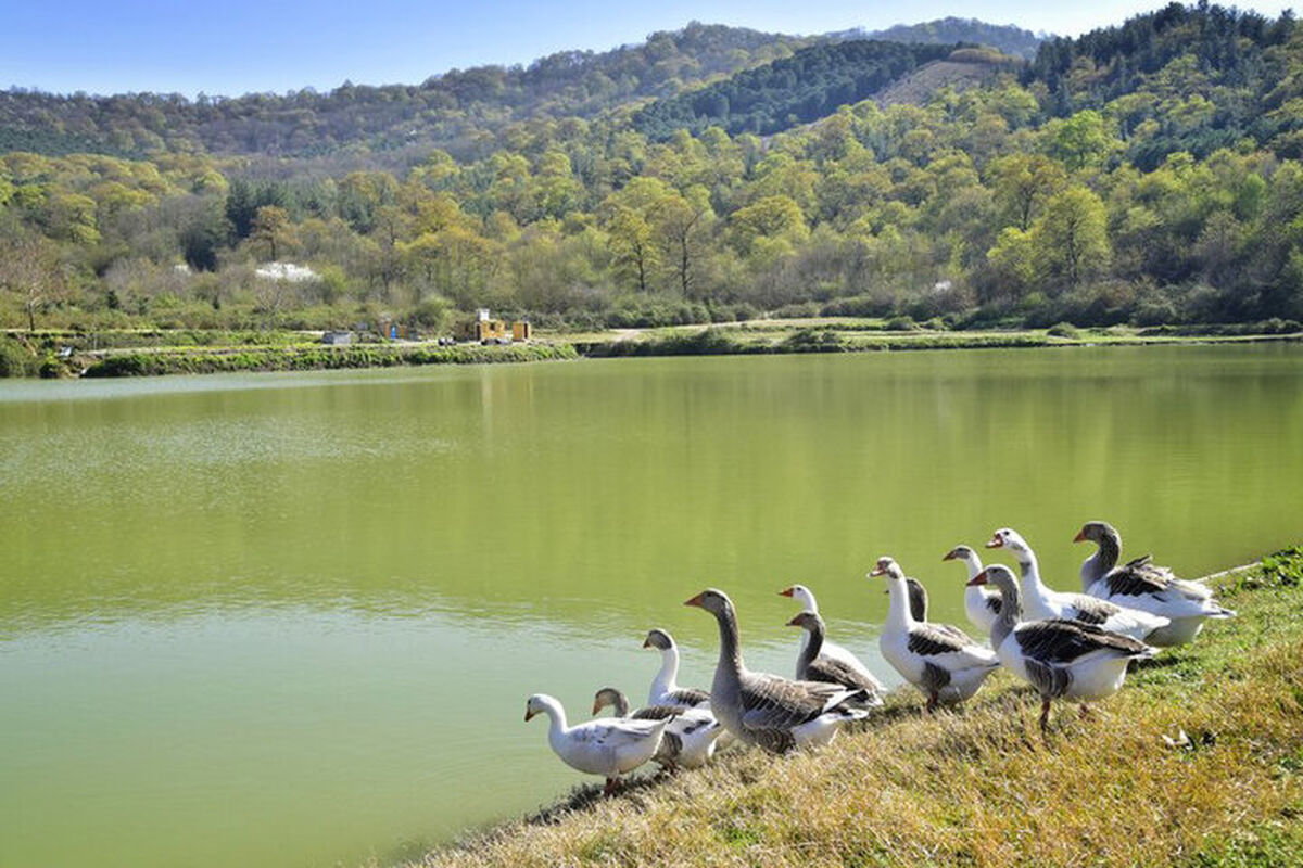 آب بندان