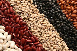 برداشت لوبیا در سطح ۱۵۰ هکتار از مزارع بیضا