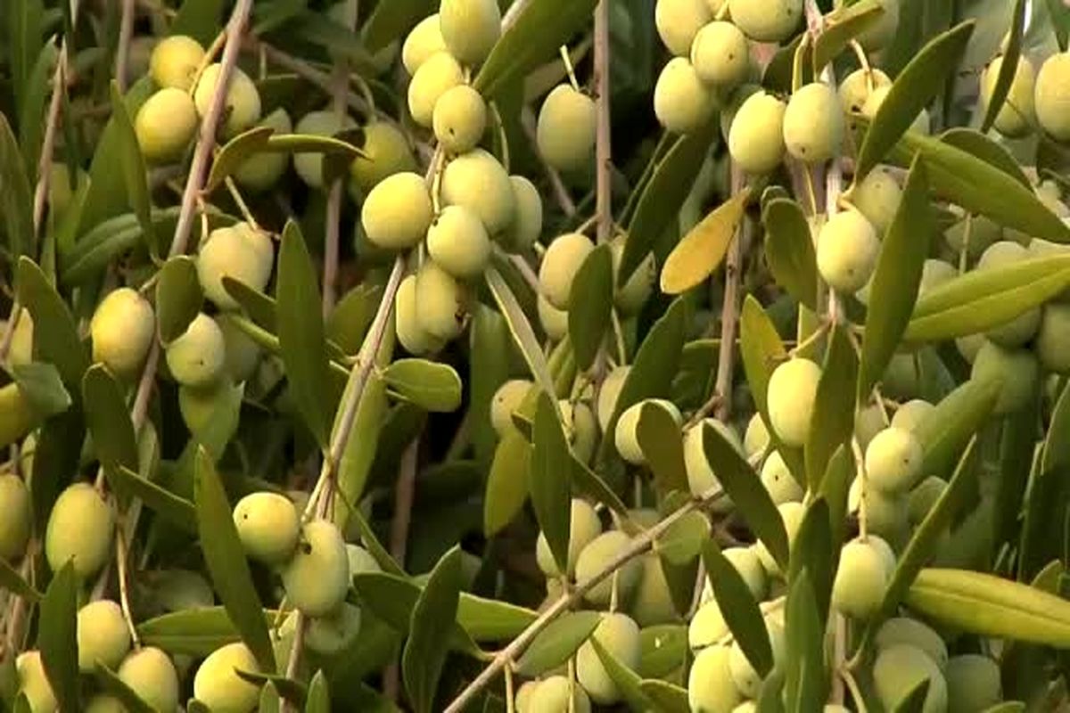 برداشت زیتون