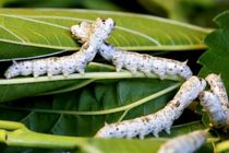 ایران در تولید تخم نوغان از آسیای شرقی به سمت اروپا نقش تعیین کننده‌ای دارد