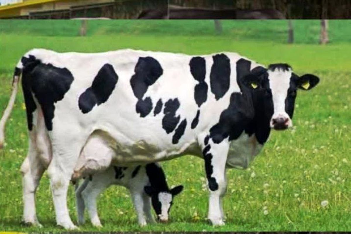 گاو هلشتاین