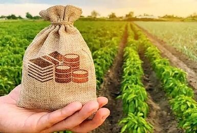 وزیر جهاد کشاورزی از افزایش کشت فراسرزمینی در قزاقستان خبر داد