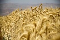 خرید تضمینی گندم به ۴میلیون تن رسید