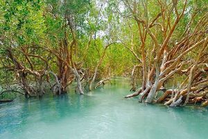 جمع اوری بذر درختان حرا درهرمزگان آغاز شد