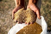 برداشت محصولات شتوی در شیراز ادامه دارد