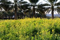 آغاز کشت محصولات کلزا و گندم در هرمزگان