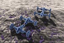 تزریق نانو ربات ها به سوسک ها + تصاویر