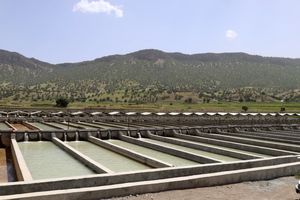 صادرات بیش از 87 هزار  تن محصولات کشاورزی از چهارمحال‌وبختیاری