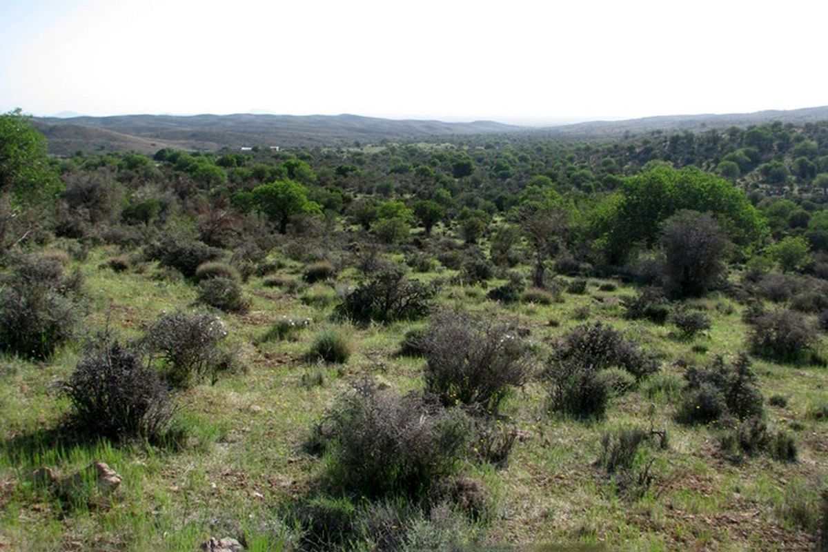 جنگل باغ شادی خاتم بزرگترین و زیباترین جنگل یزد