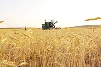 خرید تضمینی ۲۸۳ هزار تن گندم مازاد بر نیاز از کشاورزان لرستان