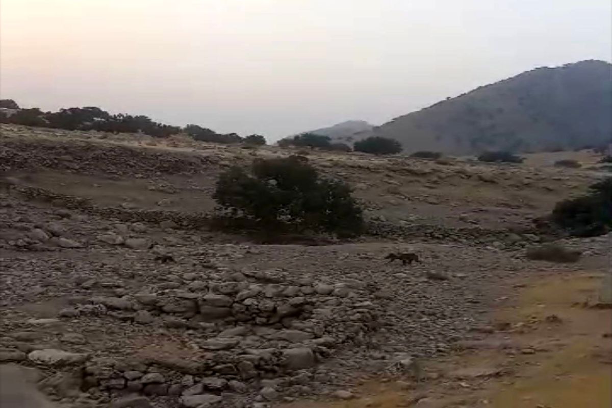 خرس قهوه ای 