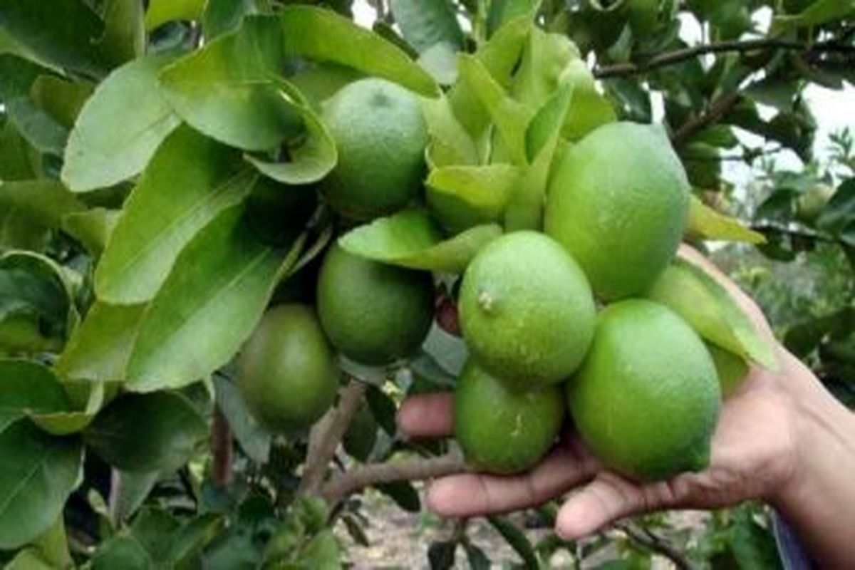 برداشت+لیمو