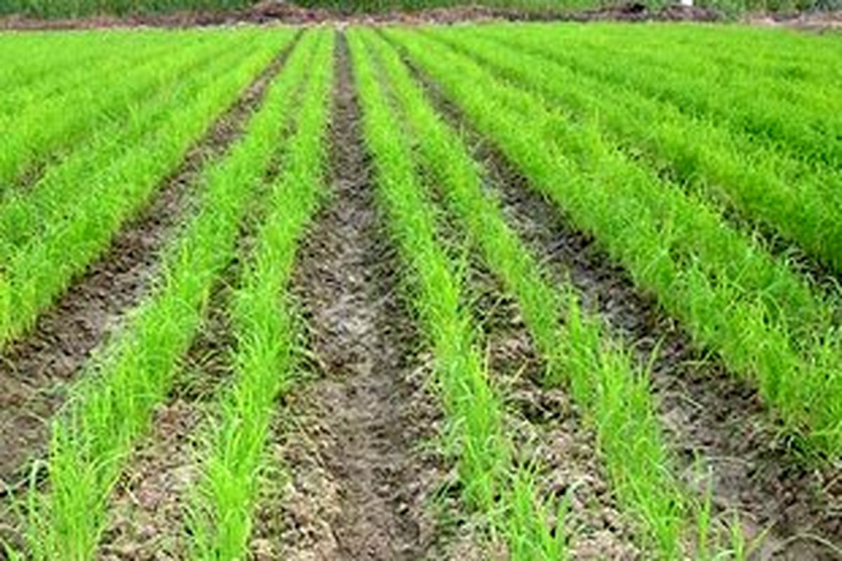 گلستان در آستانه خشکسالی