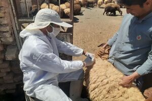 شناسایی و مهار خطر تب برفکی در ییلاقات اردبیل / بیمارستان تخصصی دامپزشکی اصلاندوز تا ۱۵ روز آینده افتتاح می‌شود