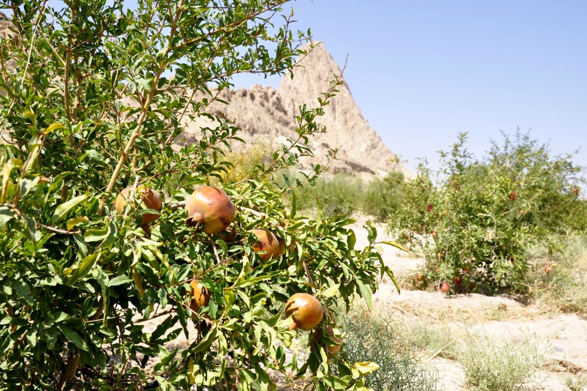 کاشت درختان مثمر