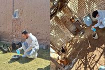 واکسیناسیون رایگان ۱۰ هزار قطعه طیور روستایی علیه بیماری نیوکاسل در نایین