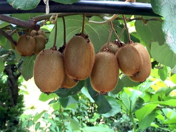 صادرات کیوی عباس آباد 245 هزار دلار ارز آوری برای کشور داشت