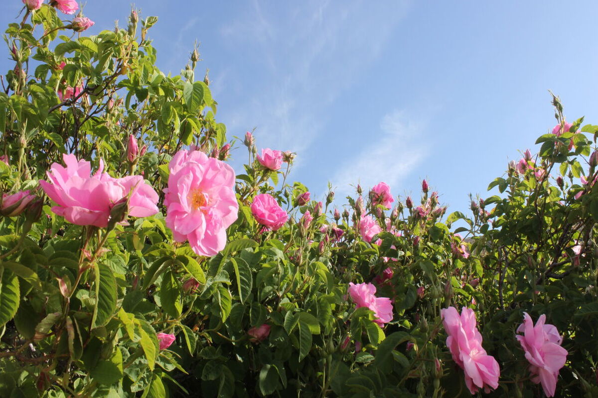 گل محمدی