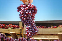 انگور یاقوتی ۶ هزار تومان / قیمت انواع میوه اعلام شد