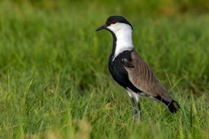 خروس بال سفید سینه سیاه در تالاب گوری بلمک پلدختر مشاهده شد