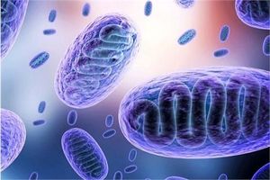  ابتلای ۵۰۰ نفر به بیماری قارچ سیاه در کشور