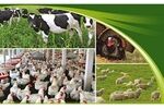 سرمایه در گردش دام و طیور چهار برابر شد