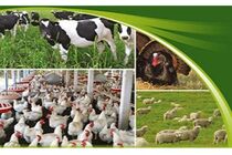 تولیدکنندگان بخش دام و آبزی پروری نیازمند حمایت دولت هستند