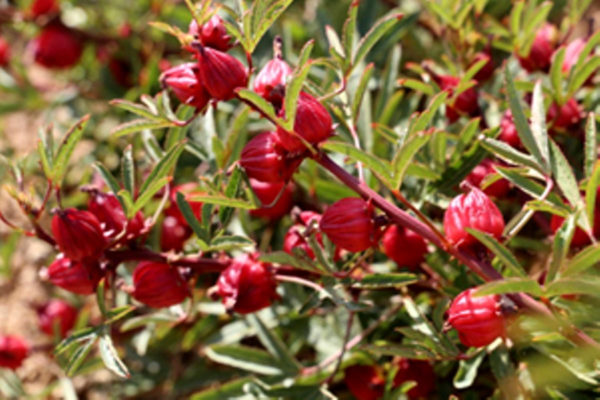 اصفهان- برداشت چای ترش