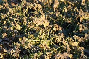 تمهیدات لازم جهت محافظت از محصولات کشاورزی در دستور کار قرار گیرد 