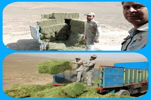 اهدای 5 تن علوفه برای حیات وحش پارک ملی قمیشلو