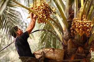 اهدا 560 اصله درخت مثمر مرکبات و خرما در هرمزگان