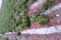 تگرگ به کشاورزان شهر  قلعه تل بیش از 6 میلیارد تومان خسارت وارد کرد/نداشتن حق بیمه صیفی جات مهمترین دغدغه کشاورزان