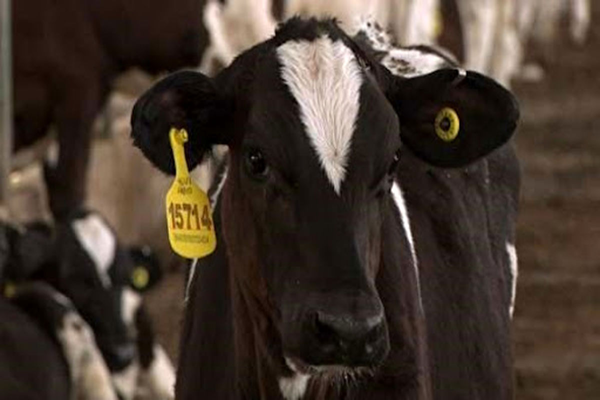  پلاک‌گذاری دام