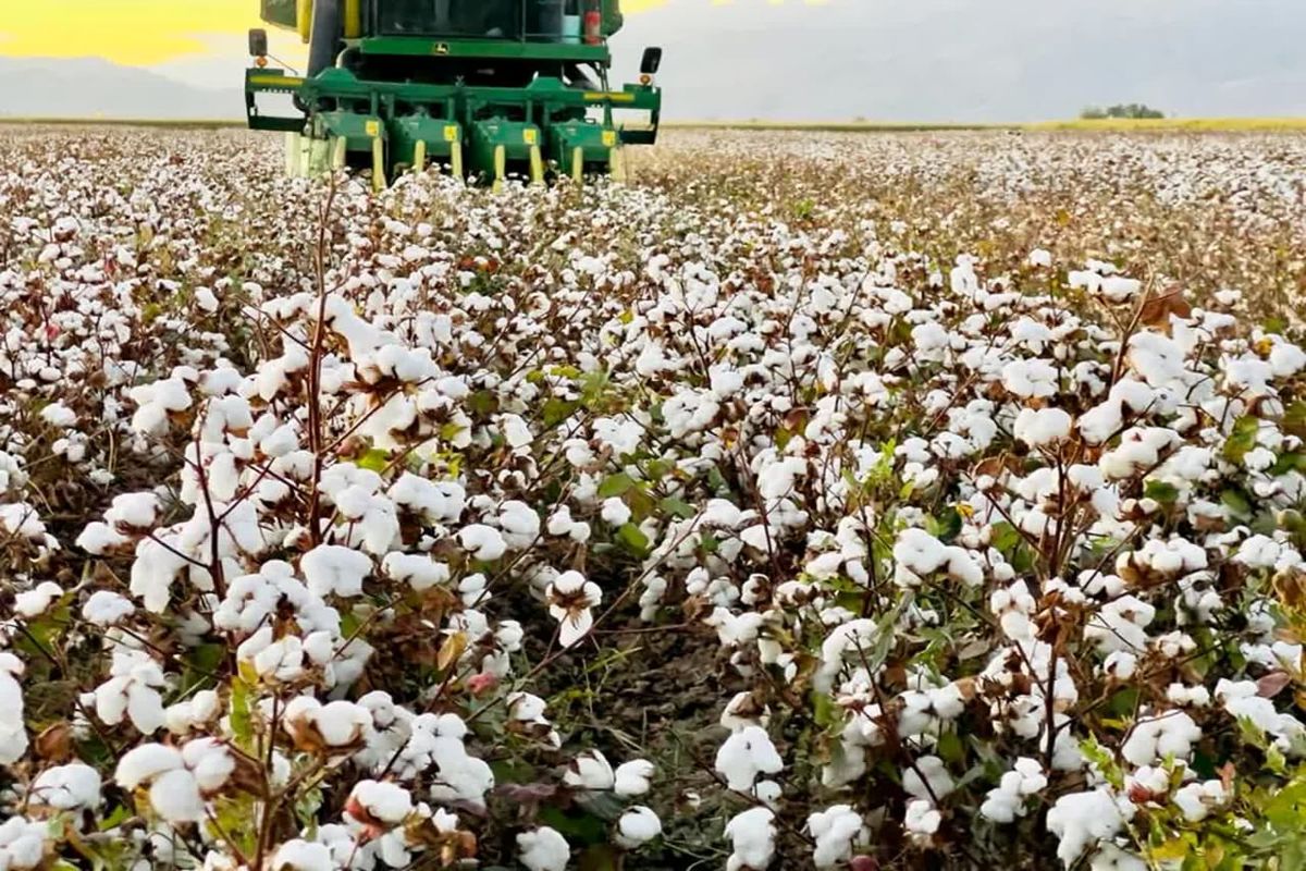 برداشت پنبه+فارس